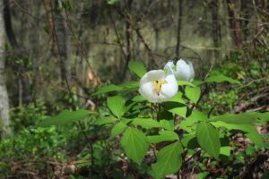 ヤマシャクヤク