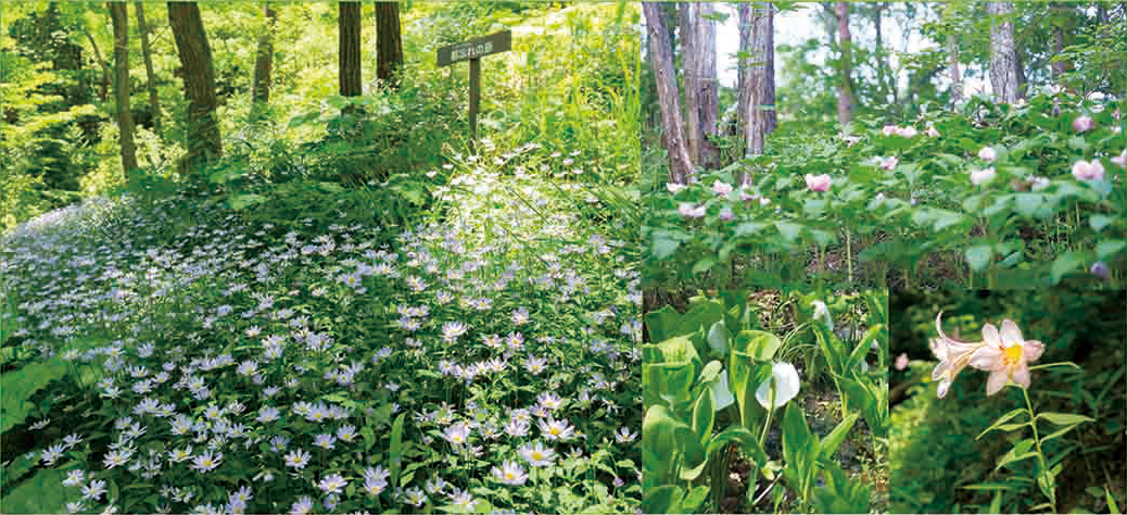 山野草の容のご紹介