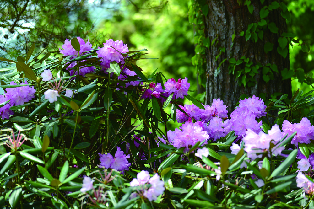 ☆4 シャクナゲの庭 山本（土・日曜日・GWのみ）