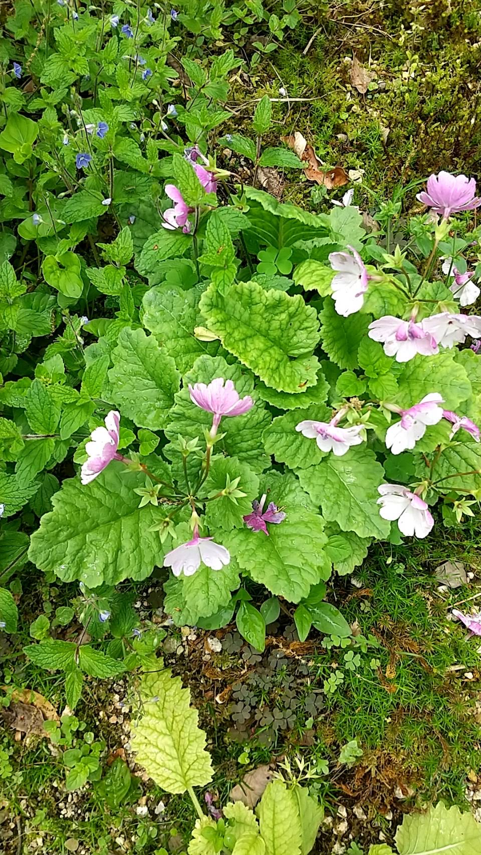 旧マルタガーデン