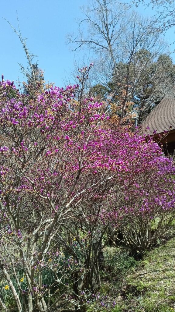 河津ガーデン桜